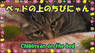 ベッドの上のちびにゃん・Chibinyan on the bed