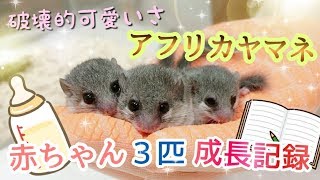 アフリカヤマネ赤ちゃん誕生！三つ子の破壊的可愛いさに飼い主ノックアウト寸前www Baby African Dormouse was born