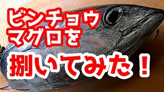 「ジギング」ビンチョウマグロを捌いてみた！下手ですみませんm(__)m