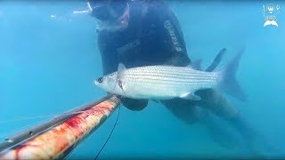 Spearfishing: Three fish - 09/21/2016