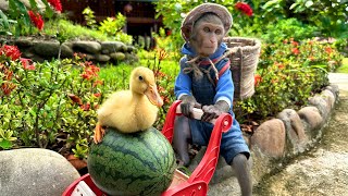 Bim Bim took the duckling to pick fruit and went home to make ice cream with baby monkey Obi