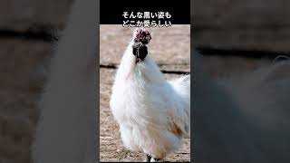 え、鶏が日焼け？黒すぎる烏骨鶏の秘密 #烏骨鶏 #黒 #名前の由来