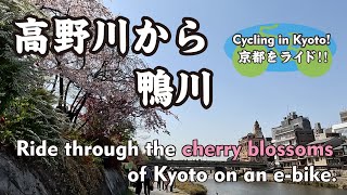 【京都の桜2023】高野川から鴨川を南へ（御蔭橋→鴨川デルタ→三条大橋→七条通→塩小路橋）Ride through the cherry blossoms of Kyoto on an e-bike.