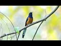 white rumped shama 白腰鵲鴝