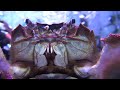 モクズガニ　japanese mitten crab　eriocheir japonica