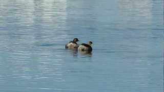 ムビる00146 カイツブリ？の仲間かな