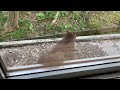 【家に来る動物達】出遅れてやってきたエゾリス