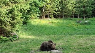 Négy medve kiemelését hagyták jóvá