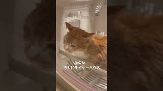 隣を、終わったばかりのききが走り去る…Petsnowy_jp#猫のきもち #ねこのきもち #cat #ねこ動画 #ねこ癒やし #ドライヤー #猫のいる生活 #びっくり