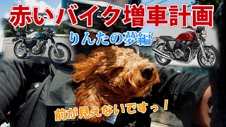 赤いバイク増車計画８【バイク犬りんたの夢編】ワンデムのためにさっぱりトリミングしました #CB1100