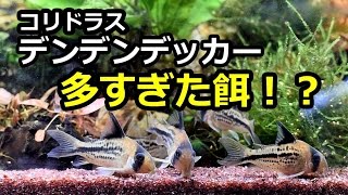 コリドラスデンデンデッカー餌やりが大変なことに・・！？【絶壁レイアウト水槽】