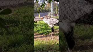 Secretary Birds are So Beautiful!