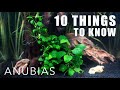 10 Things Everyone Should Know About ANUBIAS! | I 💚 Anubias!