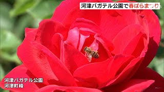 色鮮やかなバラ咲き誇る 河津バガテル公園で「春ばらまつり」（静岡県）