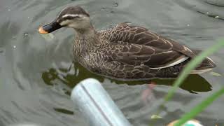 【エサを早食い】カルガモ１羽　５月７日の浮間公園５（２０２４年５月７日（火）撮影）