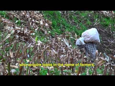 Ten Years of Failure, Farmers Deceived by GM Corn