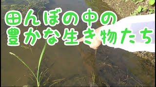 試行版　わぴちゃんねるvol.11　田んぼの中の豊かな生き物たち【千葉県野田市】