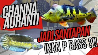 SADISSS !!! CHANNA AURANTI JADI SANTAPAN IKAN P BASS ?!! || 2 JUTA MELAYANG!! 😱😱