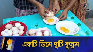 একটি মুরগির ডিমে পাওয়া যাচ্ছে দুটি কুসুম | Maasranga News