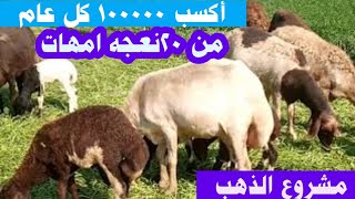 أكسب مائة ألف جنيه من تربية امهات الغنم كل عام ببساطه دراسة جدوى مشروع تربيه الاغنام 🐏Raising sheep