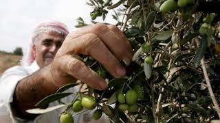 اجمل دحية الزيتون الفنان محمد ابو الكايد لموسم قطف الزيتون