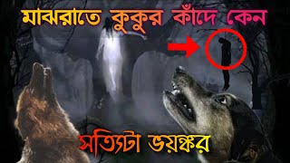 মাঝরাতে কুকুর কাঁদে কেন?  Why do Dogs Cry During the Night?