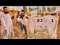 Sirf 90 Hazar Se Qurbani 2024 Ka Janwer😍|Lower Range Qurbani Collection At New Karachi Maweshi Mandi