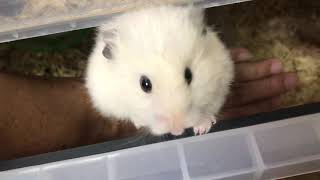 ハムスター  　脱走事件から10日目！　ナズナのお腹が・・・　 Hamster　หนูแฮมสเตอร์　criceto　倉鼠