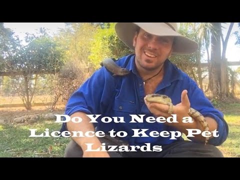 Do I Need A Licence To Keep A Pet Lizard Do I Need A Licence To Keep A Pet Lizard