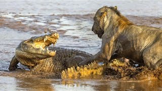 巔峰對決：水中霸主鱷魚捕獵瞬間，連獅子都不放過，激烈的河流之戰引爆人心#狮子#鳄鱼#動物世界 #動物故事 #動物狩獵 #野生動物 #獅子 #鬣狗 #大自然