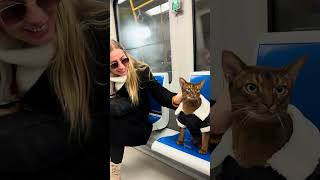 Un Gatto in Metro a Milano