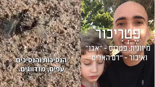 שני דברים ביום שאחרי הגשם הראשון: ריח ונמלים מעופפות