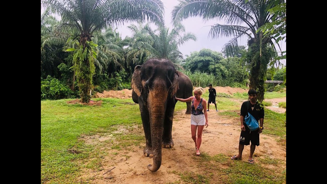 Elephant Sanctuary, Krabi, Thailand, Oct 2019 - YouTube