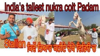 India's tallest nukra colt Padam owner S. Jaspal singh brar/ਸਾਨ ਨੂੰ ਕਿਹੜੀ ਖੁਰਾਕ ਤੇ ਕਸਰਤ ਜਰੂਰੀ #beant