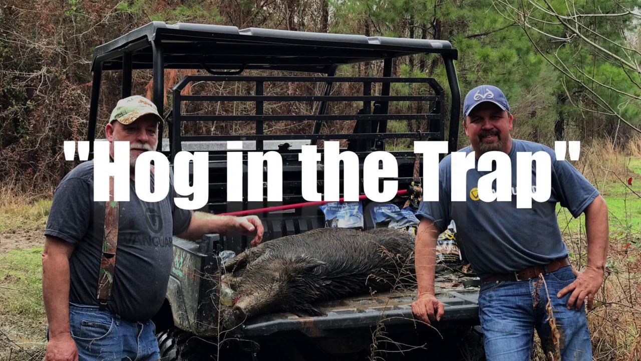 Trapping Wild Hogs Youtube
