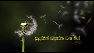 සුළඟින් ව්‍යාප්ත වන බීජ sulangin wyaptha wana beeja