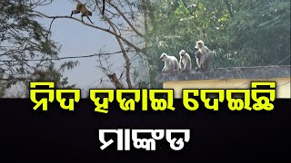 ନିଦ ହଜାଇ ଦେଇଛି ମାଙ୍କଡ      | Odisha Reporter