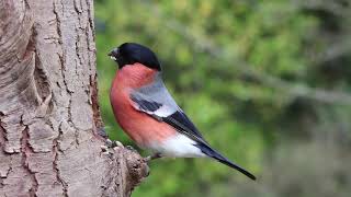 Eurasian Bullfinch