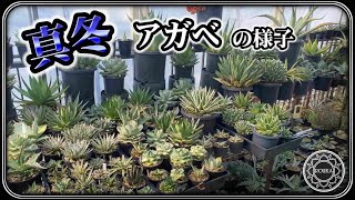 【アガベ】色々な真冬のアガベの様子【Agave】【多肉植物】