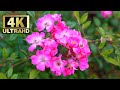 4k- beautiful nature and flowers video with relaxing music