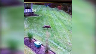 VIDEO: Coyote caught snatching chickens from backyard coop in Westwood