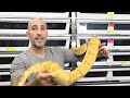 is boa snake big enough to breed breeding age and breeding size explained