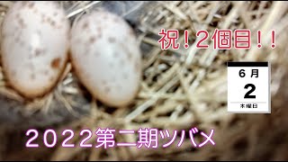 ２０２２第二期ツバメ　祝！2個目！！　６月２日