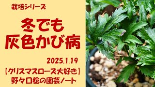 2025.1.19 冬でも灰色かび病