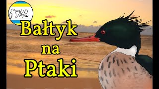 Nad Bałtyk NA PTAKI  - Zimowy przegląd morskich ptaków🦢