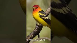 The western tanager (Piranga ludoviciana),is a medium-sized American songbird#bird #birdlife #nature