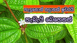 ලෝකයේ තියෙන ආක්‍රමණශීලී ශාක 100 න් එකක් දැන් ශ්‍රී ලංකාවේ 🤔🥺