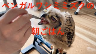 【ベンガルワシミミズク】#29 フクロウ雛は朝ごはんをお腹いっぱい食べます Indian eagle-owl