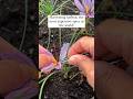 Harvesting Saffron, also called Kesar or Crocus Sativus. #saffron #gardening #growyourownfood #grow