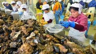 宮城の養殖カキ、半月遅れで出荷解禁